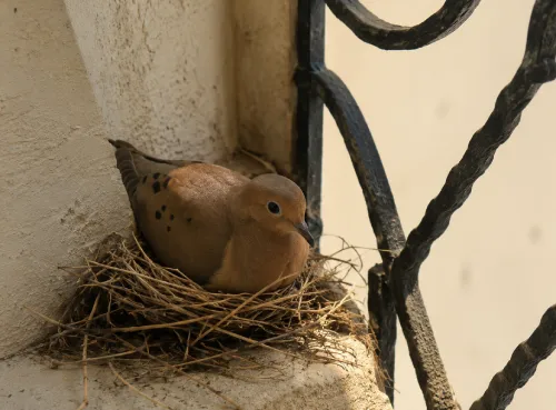 Balkon kuş biti sorunu görseli