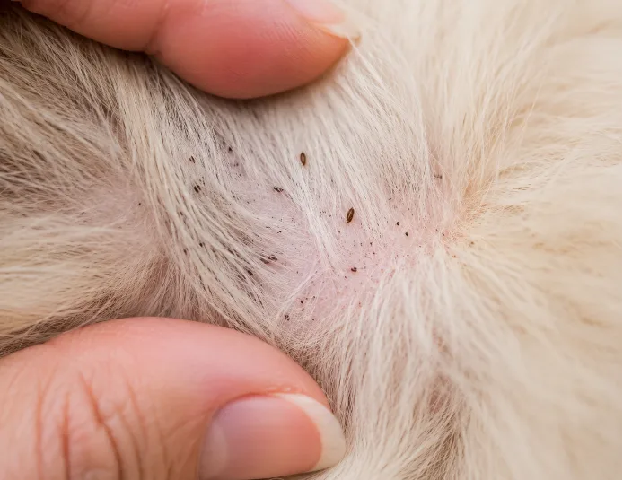 Köpek piresi görseli